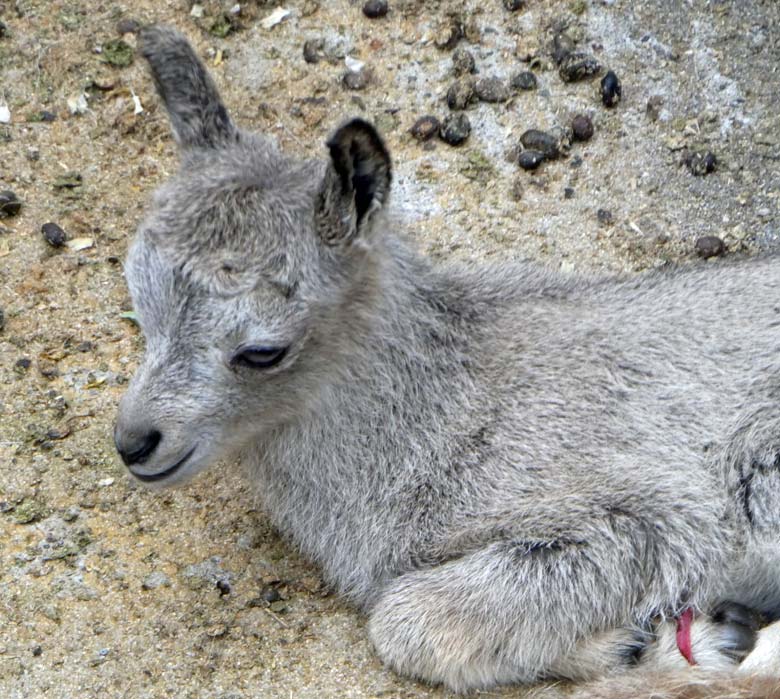 Sibirisches Steinbock-Jungtier in der ersten Stunde seines Lebens am 31. Mai 2018 im Zoo Wuppertal