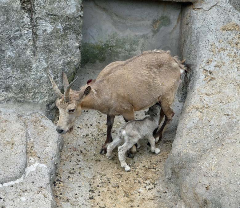 Die erste Muttermilch seines Lebens für das frisch geborene Steinbock-Jungtier am 31. Mai 2018 im Wuppertaler Zoo