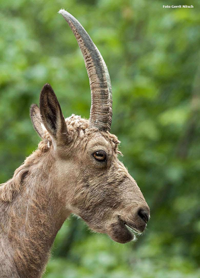 Weiblicher Sibirischer Steinbock am 3. Juni 2018 im Grünen Zoo Wuppertal (Foto Gerrit Nitsch)