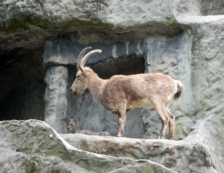 Sibirischer Steinbock mit Jungtier am 24. Juni 2018 auf dem Steinbockfelsen im Grünen Zoo Wuppertal