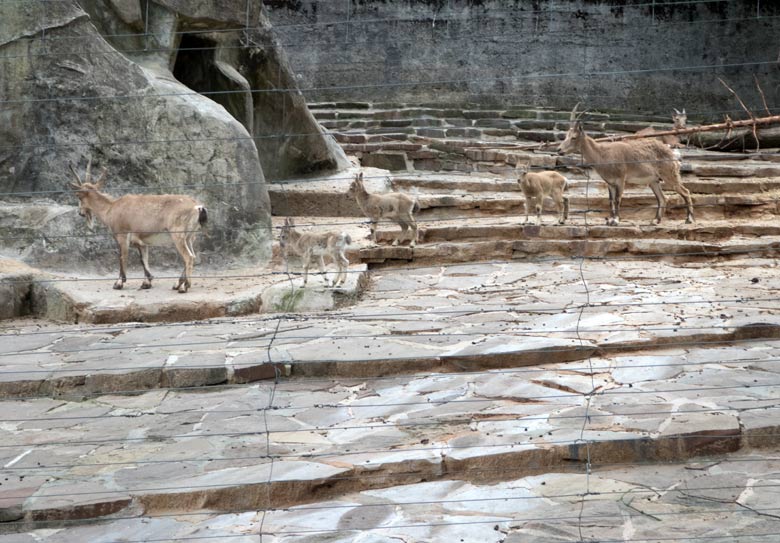 Sibirisches Steinbock-Jungtier am 24. Juni 2018 auf dem Steinbockfelsen im Zoologischen Garten Wuppertal