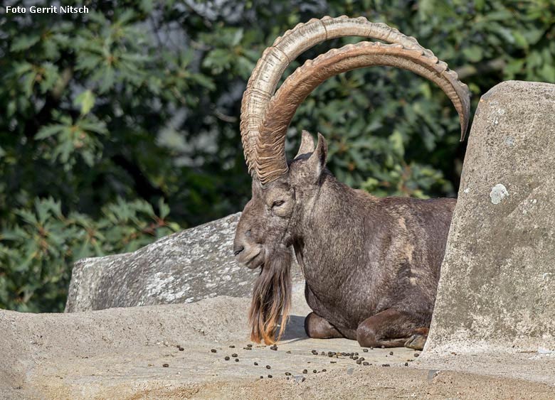 Männlicher Sibirischer Steinbock am 10. August 2018 auf dem Steinbockfelsen im Zoologischen Garten Wuppertal (Foto Gerrit Nitsch)