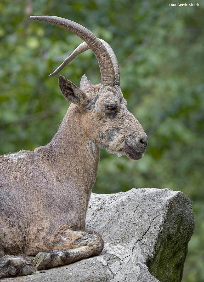 Weiblicher Sibirischer Steinbock am 10. August 2018 auf dem Steinbockfelsen im Zoo Wuppertal (Foto Gerrit Nitsch)