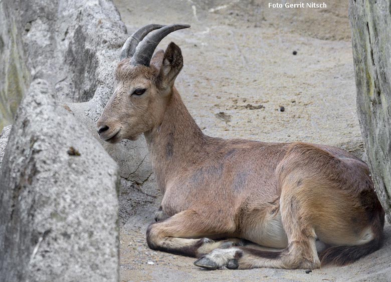 Weiblicher Sibirischer Steinbock am 10. August 2018 auf dem Steinbockfelsen im Wuppertaler Zoo (Foto Gerrit Nitsch)