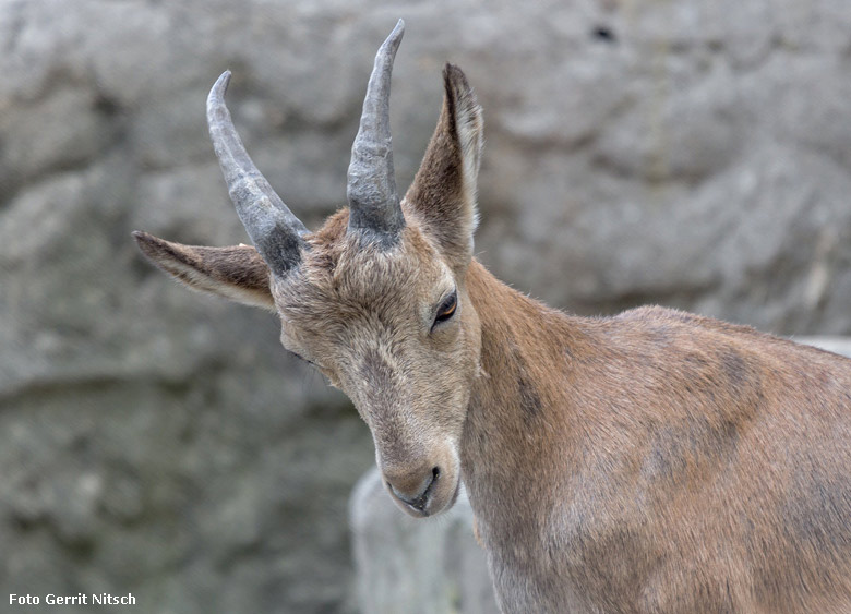 Weiblicher Sibirischer Steinbock am 10. August 2018 auf dem Steinbockfelsen im Grünen Zoo Wuppertal (Foto Gerrit Nitsch)