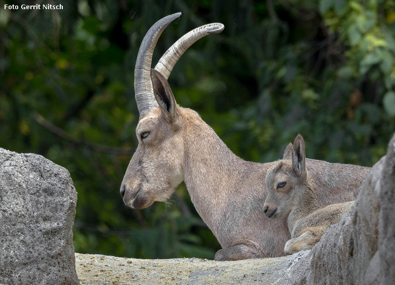 Weiblicher Sibirischer Steinbock mit Jungtier am 10. August 2018 auf dem Steinbockfelsen im Zoologischen Garten der Stadt Wuppertal (Foto Gerrit Nitsch)