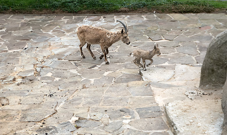 Sibirisches Steinbock-Weibchen mit Jungtier am 30. Mai 2019 am Steinbockfelsen im Grünen Zoo Wuppertal