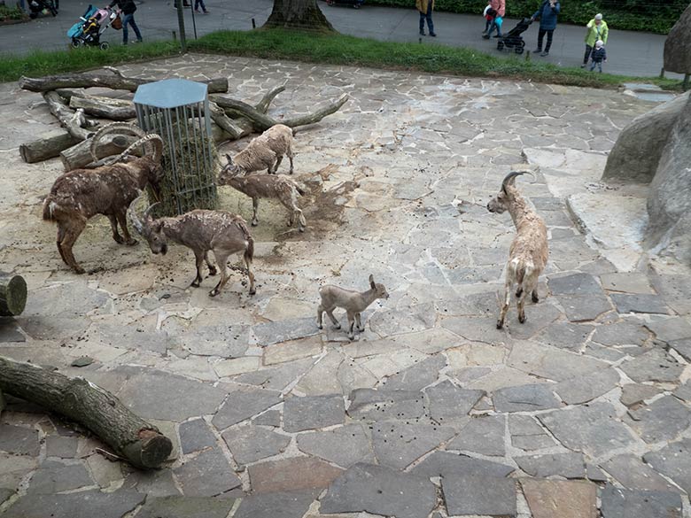 Sibirische Steinböcke mit Jungtier am 30. Mai 2019 am Steinbockfelsen im Grünen Zoo Wuppertal