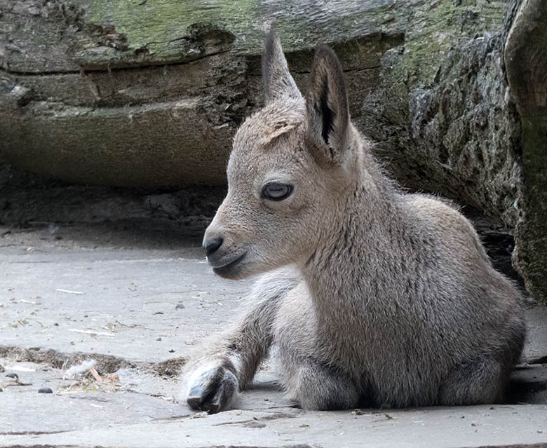 Sibirisches Steinbock-Jungtier am 30. Mai 2019 am Steinbockfelsen im Wuppertaler Zoo