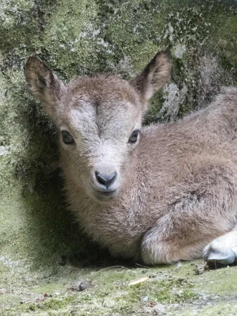 Sibirisches Steinbock-Jungtier an seinem ersten Lebenstag, den 15. Juni 2019, am Steinbockfelsen im Wuppertaler Zoo