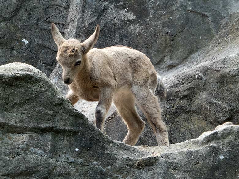 Sibirisches Steinbock-Jungtier  am Tag seiner Geburt, dem 15. Juni 2019, am Steinbockfelsen im Zoo Wuppertal