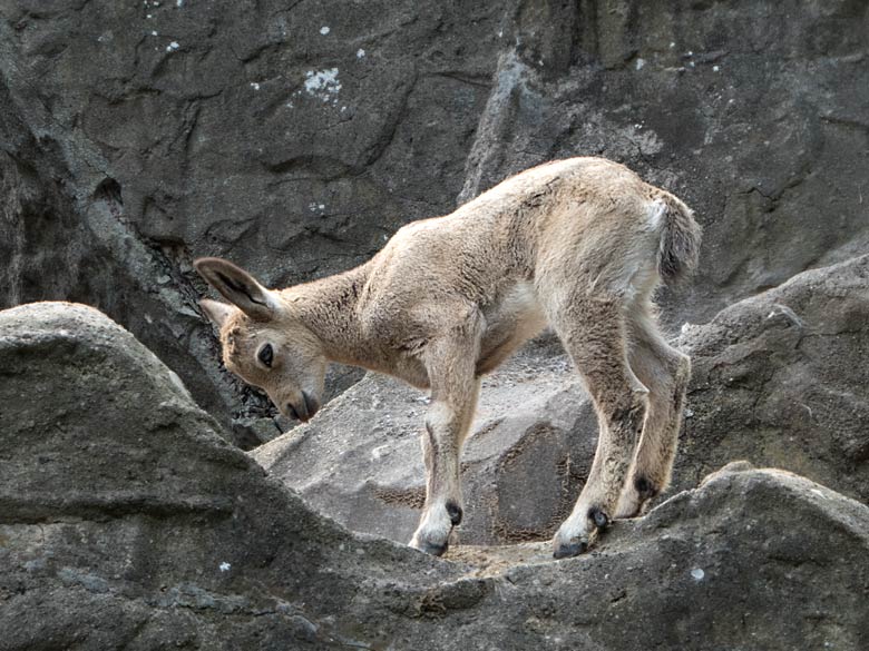 Sibirisches Steinbock-Jungtier am Tag seiner Geburt, dem 15. Juni 2019, am Steinbockfelsen im Grünen Zoo Wuppertal