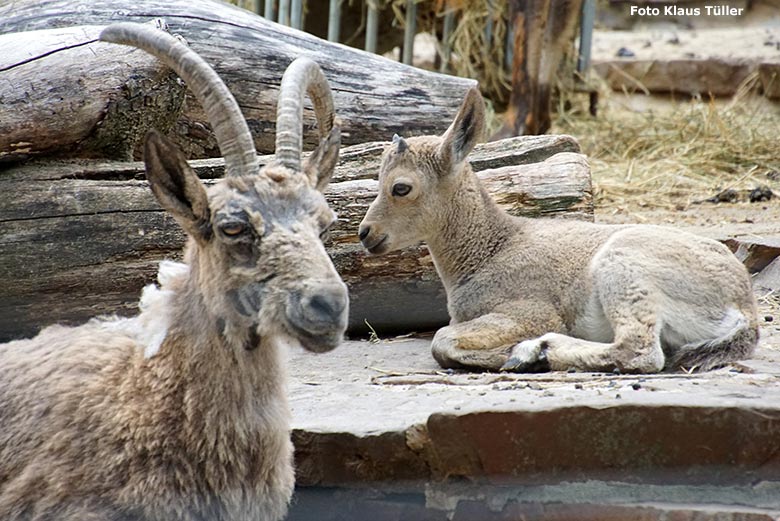 Sibirische Steinböcke am 8. Juli 2019 am Steinbockfelsen im Zoo Wuppertal (Foto Klaus Tüller)