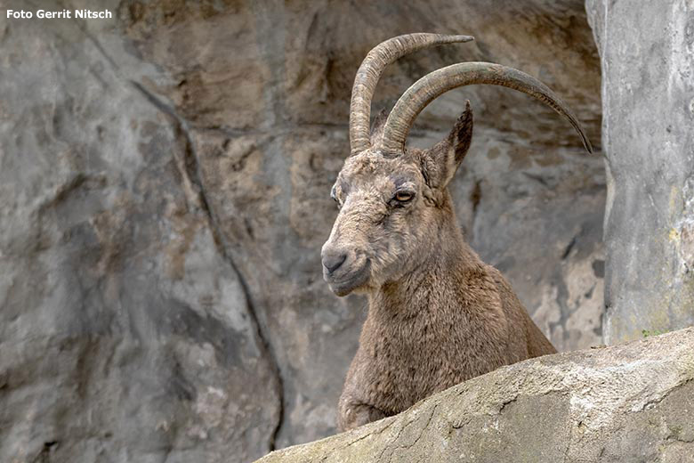 Weiblicher Sibirischer Steinbock am 30. Oktober 2019 am Steinbockfelsen im Grünen Zoo Wuppertal (Foto Gerrit Nitsch)