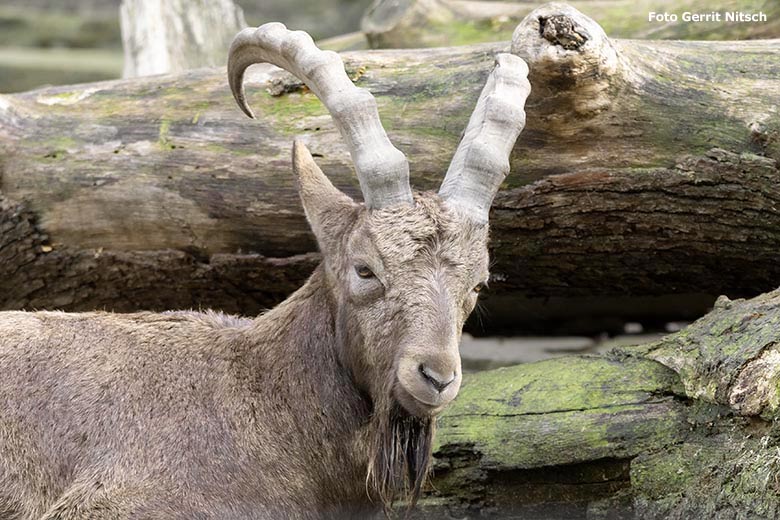 Männlicher Sibirischer Steinbock am 30. Oktober 2019 am Steinbockfelsen im Wuppertaler Zoo (Foto Gerrit Nitsch)