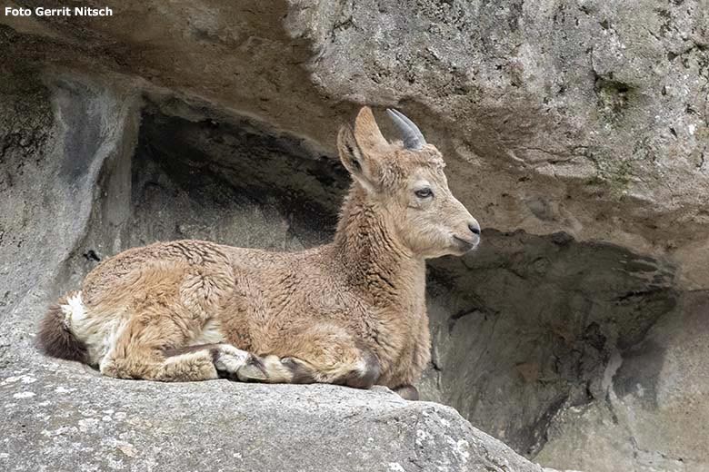 Junger Sibirischer Steinbock am 30. Oktober 2019 am Steinbockfelsen im Zoo Wuppertal (Foto Gerrit Nitsch)