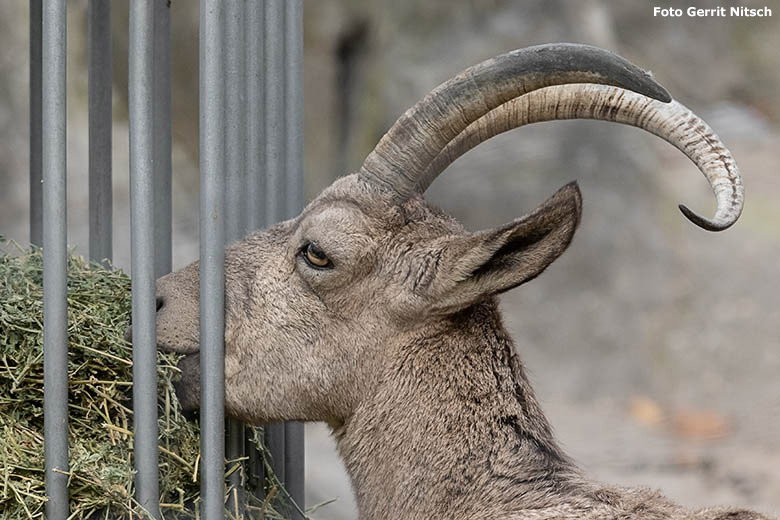 Weiblicher Sibirischer Steinbock am 30. Oktober 2019 am Steinbockfelsen im Grünen Zoo Wuppertal (Foto Gerrit Nitsch)