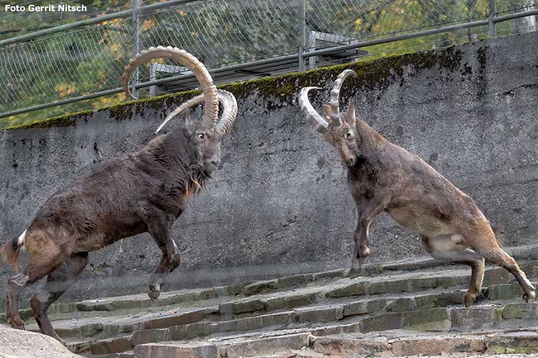 Zwei männliche Sibirische Steinböcke am 31. Oktober 2019 am Steinbockfelsen im Wuppertaler Zoo (Foto Gerrit Nitsch)