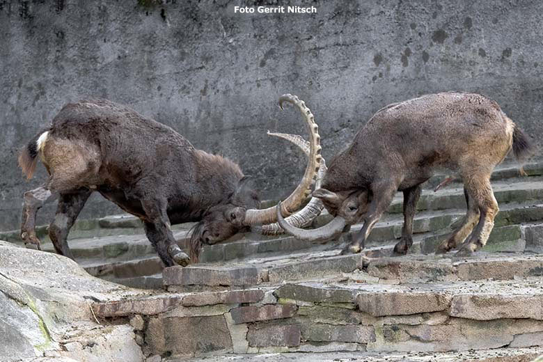 Zwei männliche Sibirische Steinböcke am 31. Oktober 2019 am Steinbockfelsen im Zoologischen Garten Wuppertal (Foto Gerrit Nitsch)