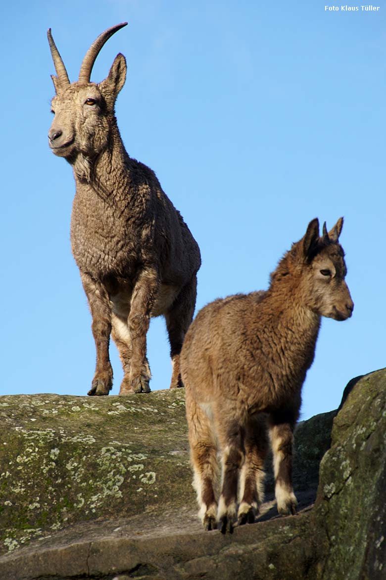 Sibirische Steinböcke vor blauem Himmel am 15. Dezember 2019 am Steinbockfelsen im Grünen Zoo Wuppertal (Foto Klaus Tüller)