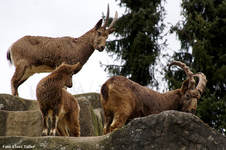 Sibirische Steinböcke am 22. Februar 2020 auf dem Steinbock-Felsen im Wuppertaler Zoo (Foto Klaus Tüller)