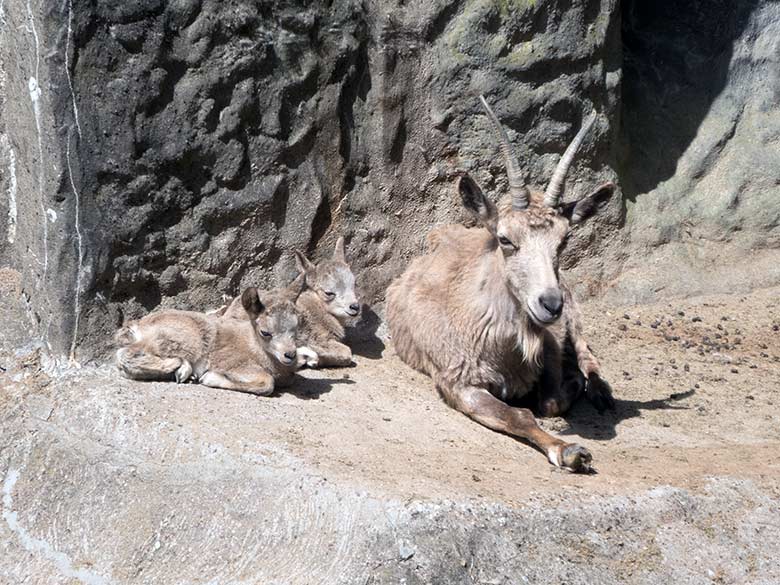 Sibirischer Steinbock mit zwei Jungtieren am 14. Mai 2020 auf dem Steinbock-Felsen im Zoo Wuppertal