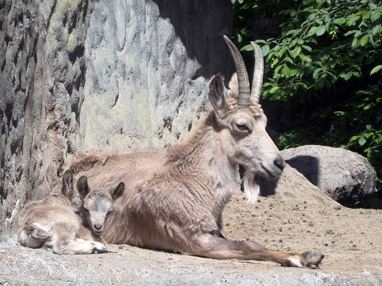 Sibirischer Steinbock mit Jungtier am 14. Mai 2020 auf dem Steinbock-Felsen im Grünen Zoo Wuppertal