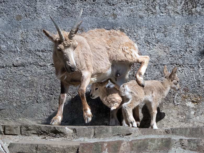 Sibirischer Steinbock mit zwei Jungtieren am 14. Mai 2020 auf dem Steinbock-Felsen im Zoologischen Garten der Stadt Wuppertal