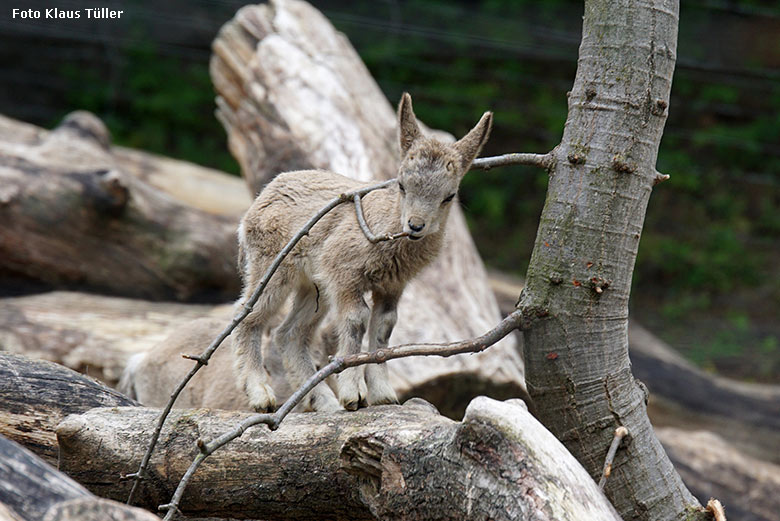 Sibirisches Steinbock-Jungtier am 25. Mai 2020 auf der Außenanlage im Wuppertaler Zoo (Foto Klaus Tüller)