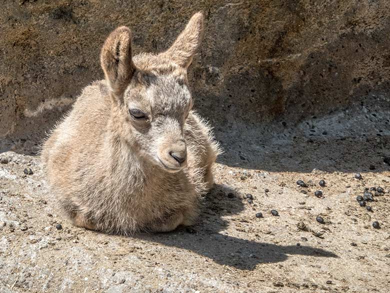 Ein am 4. Mai 2020 geborenes Sibirisches Steinbock-Jungtier am 28. Mai 2020 auf dem Steinbock-Felsen im Grünen Zoo Wuppertal