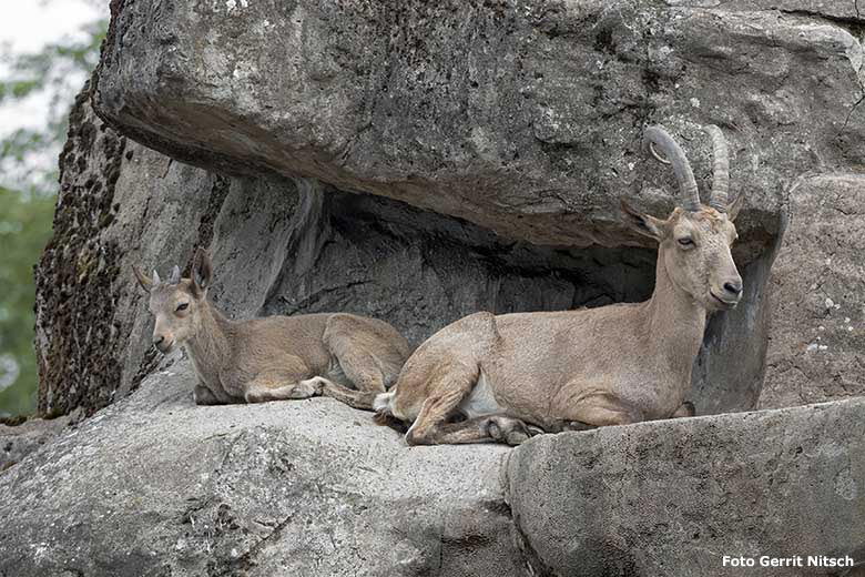 Sibirische Steinböcke am 7. Juli 2020 am Steinbockfelsen im Zoologischen Garten Wuppertal (Foto Gerrit Nitsch)