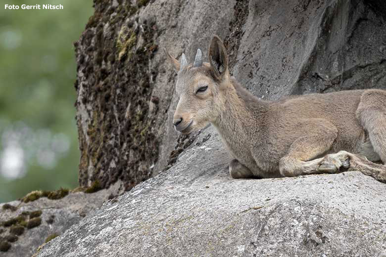 Sibirisches Steinbock-Jungtier am 7. Juli 2020 am Steinbockfelsen im Zoo Wuppertal (Foto Gerrit Nitsch)