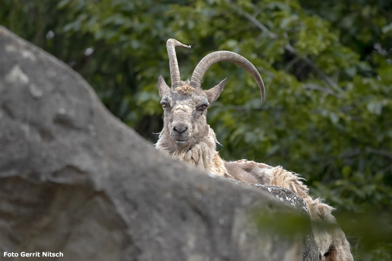 Männlicher Sibirischer Steinbock am 7. Juli 2020 am Steinbockfelsen im Grünen Zoo Wuppertal (Foto Gerrit Nitsch)