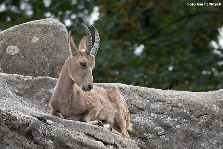 Weiblicher Sibirischer Steinbock am 7. Juli 2020 am Steinbockfelsen im Wuppertaler Zoo (Foto Gerrit Nitsch)