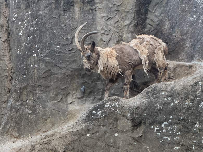 Sibirischer Steinbock im Fellwechsel am 11. Juli 2020 am Steinbock-Felsen im Wuppertaler Zoo