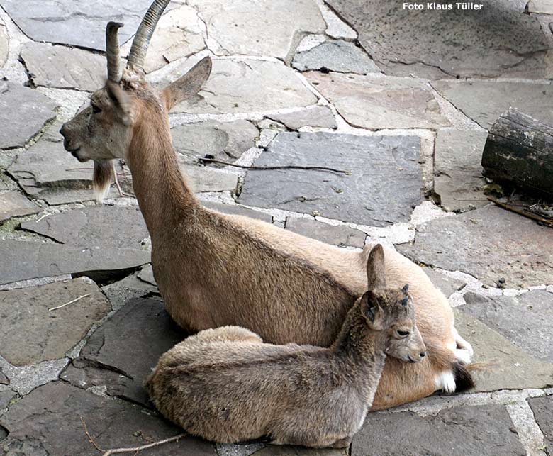 Sibirischer Steinbock mit Jungtier am 14. Juli 2020 am Steinbockfelsen im Wuppertaler Zoo (Foto Klaus Tüller)