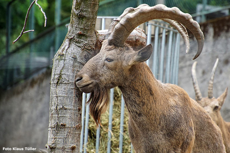 Sibirischer Steinbock am 9. September 2020 auf der Außenanlage im Grünen Zoo Wuppertal (Foto Klaus Tüller)