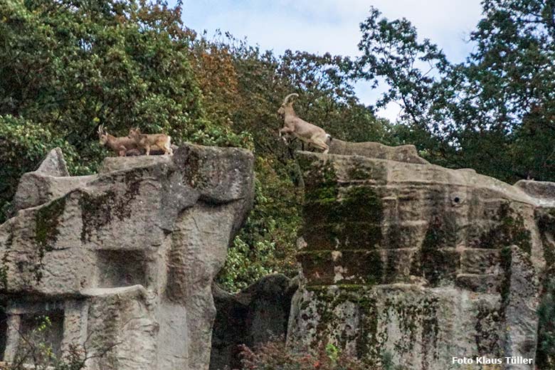 Springender Sibirischer Steinbock am 4. Oktober 2020 auf dem Steinbock-Felsen im Zoologischen Garten Wuppertal (Foto Klaus Tüller)