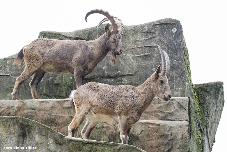 Sibirische Steinböcke am 9. Oktober 2020 auf dem Steinbock-Felsen im Zoologischen Garten der Stadt Wuppertal (Foto Klaus Tüller)