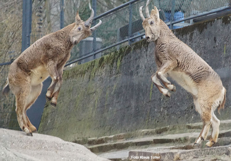 Junge Sibirische Steinböcke am 8. März 2021 am Steinbock-Felsen im Wuppertaler Zoo (Foto Klaus Tüller)