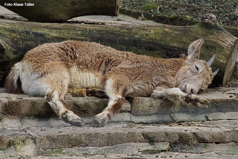 Ruhender Sibirischer Steinbock am 17. März 2021 am Steinbock-Felsen im Grünen Zoo Wuppertal (Foto Klaus Tüller)