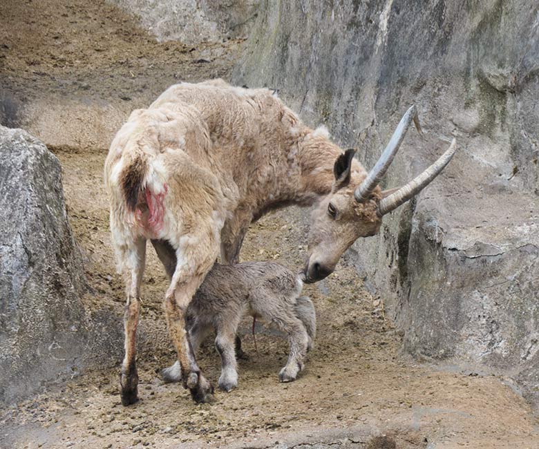 Steinbock-Weibchen MARISCHKA mit Jungtier am 8. Mai 2021 am Steinbock-Felsen im Zoologischen Garten der Stadt Wuppertal