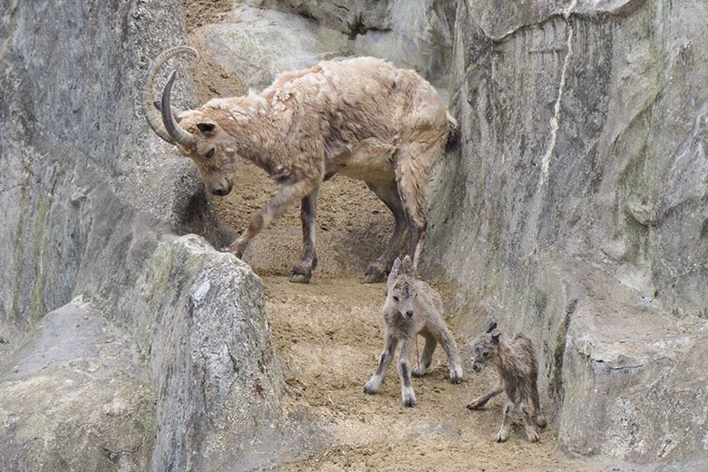 Steinbock-Weibchen MARISCHKA mit Jungtieren am 8. Mai 2021 am Steinbock-Felsen im Wuppertaler Zoo