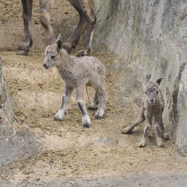 Steinbock-Zwillinge am 8. Mai 2021 am Steinbock-Felsen im Grünen Zoo Wuppertal