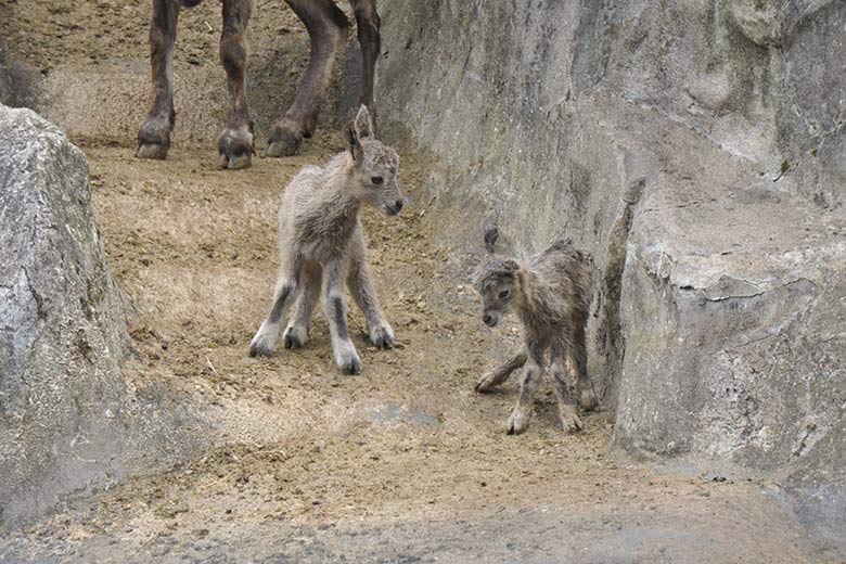 Steinbock-Zwillinge am 8. Mai 2021 am Steinbock-Felsen im Wuppertaler Zoo