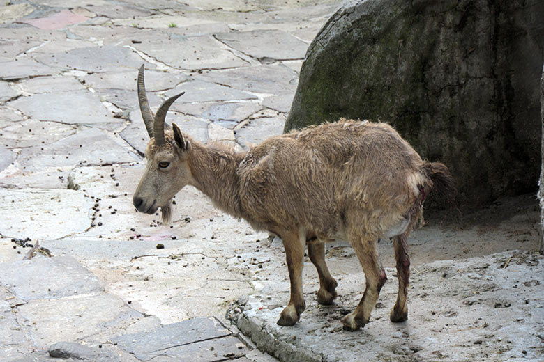 Weiblicher Sibirischer Steinbock ELFIE am 19. Mai 2021 am Fuß des Steinbock-Felsen im Grünen Zoo Wuppertal