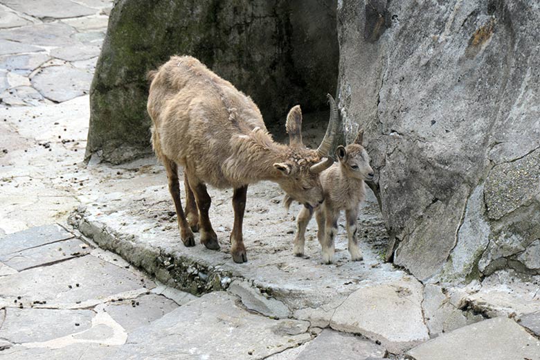 Weiblicher Sibirischer Steinbock ELFIE mit Jungtier am 19. Mai 2021 am Fuß des Steinbock-Felsen im Zoo Wuppertal