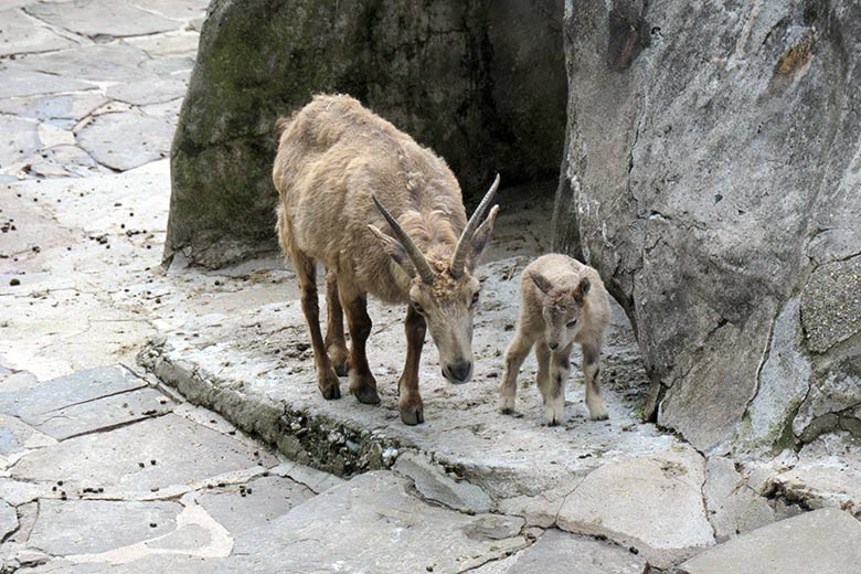 Weiblicher Sibirischer Steinbock ELFIE mit Jungtier am 19. Mai 2021 am Fuß des Steinbock-Felsen im Wuppertaler Zoo