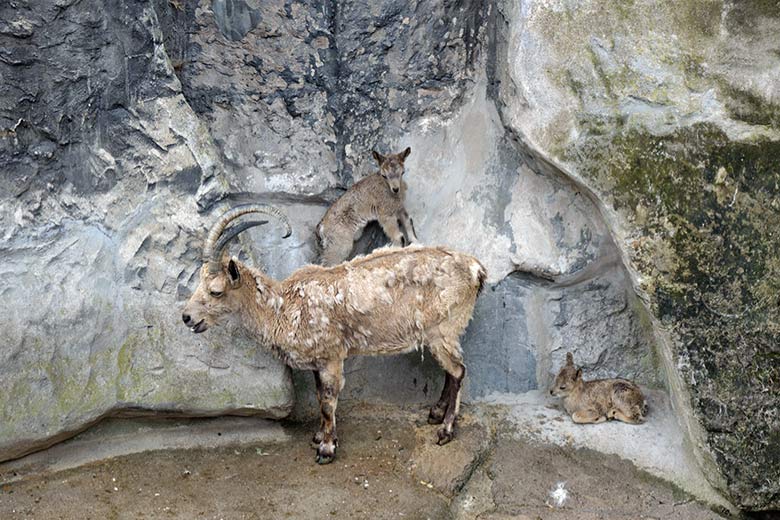 Weiblicher Sibirischer Steinbock mit Jungtier-Zwillingen am 19. Mai 2021 am Steinbock-Felsen im Wuppertaler Zoo