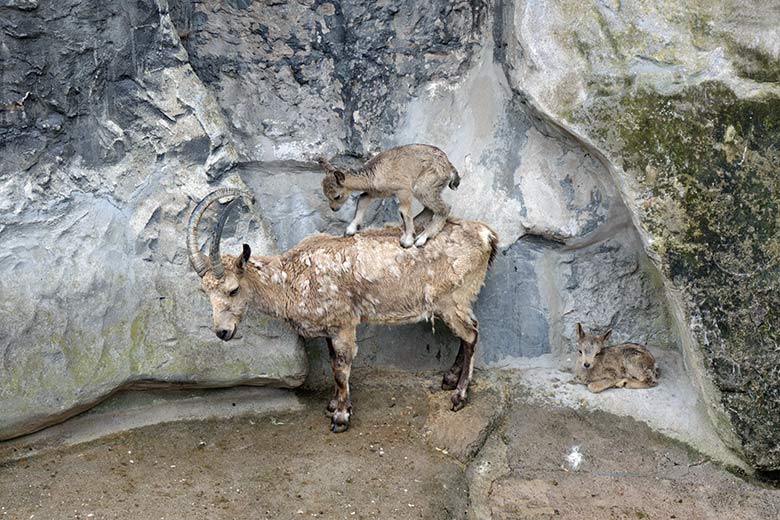 Jungtier auf einem weiblichen Sibirischen Steinbock am 19. Mai 2021 am Steinbock-Felsen im Zoologischen Garten der Stadt Wuppertal